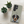 Custom Pet Samsung Case – Moder Pet Vector